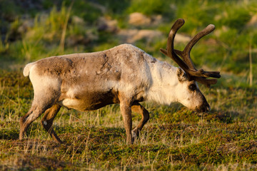 Ren, Reindeer, Rangifer tarandus