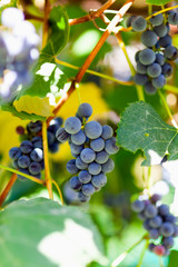Bunches of grapes in the vineyard