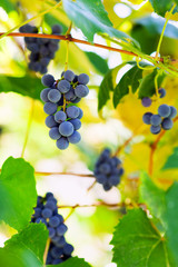 Bunches of grapes in the vineyard