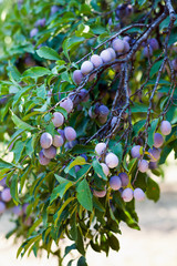 Closeup of a branch with plums