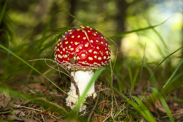 Red Mushroom