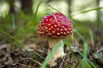 Red Mushroom