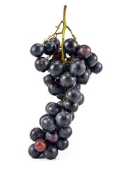 Fototapeta premium Blue grape