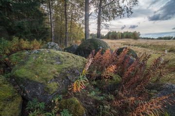 On the brink of wood with the big stones in the autumn afternoon