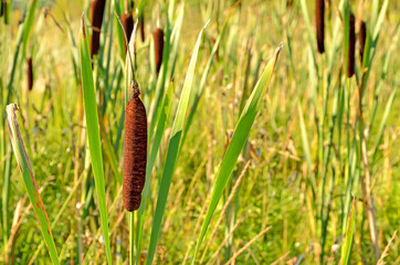 Bulrush plants