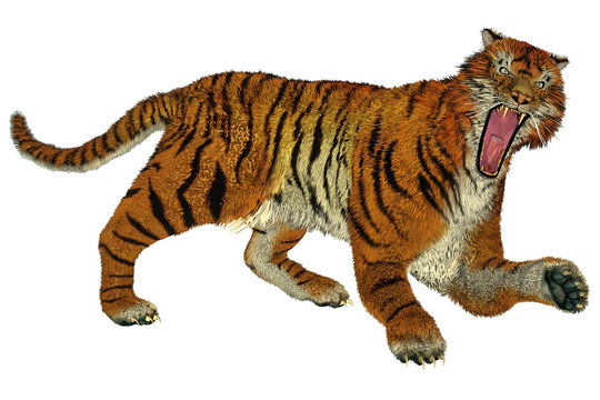 Tiger raging