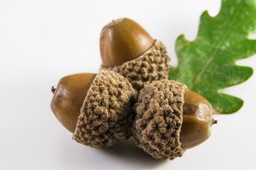 Acorns and oak leaf