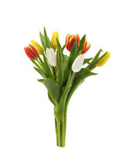 mixed tulips