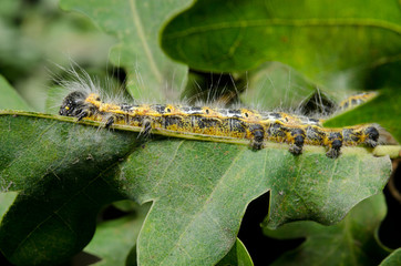 stretched caterpillar of buff-tip on oak leaf