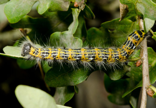 buff-tip caterpillar side view