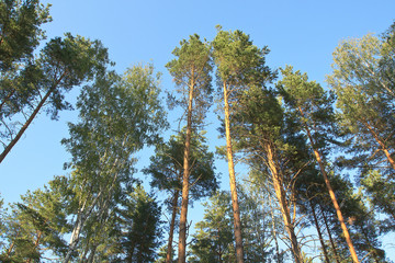 Хвойный лес © lobodaphoto