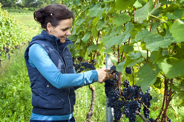 Woman picking grapes