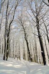 winter snow covered fir trees on mountainside
