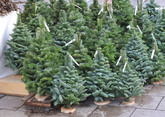 Christmas trees for sale