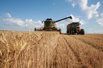 Récolte du blé :  moissoneuse et tracteur