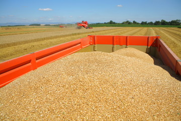Récolte du blé :  moissoneuse et tracteur