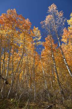Autumn Aspen Trees