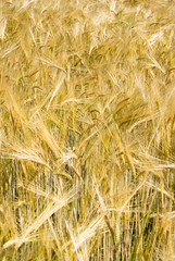 Golden field