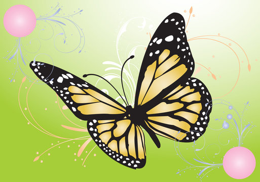 vector image of a butterfly