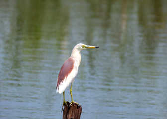 Obraz premium Common Egret