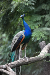 Beautiful Peacock bird  on a branch
