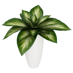 Variegated Dieffenbachia leaves