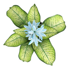 Pretty blue flowering Hosta