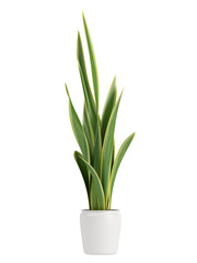 Sansevieria growing in a pot