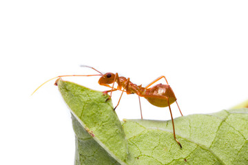 assassin bug