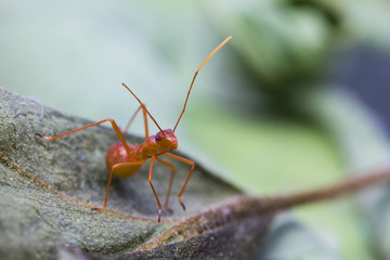 assassin bug
