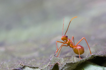 assassin bug