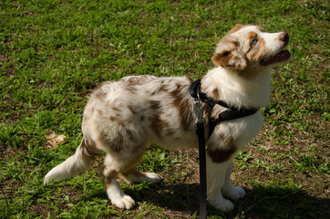 Little dog