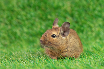 Degu Mouse