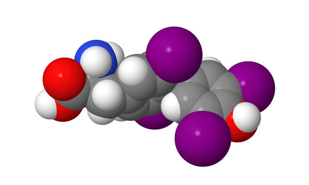 Thyroxine (T4) CPK spacefill molecular model