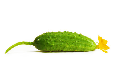 Cucumber