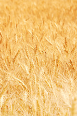 wheat
