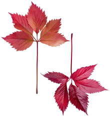 autumn red leaves of wild  grapes