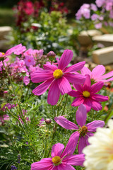 Blumen 241