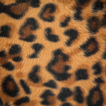leopard or jaguar skin pattern background