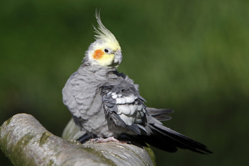 Grauer Nymphensittich