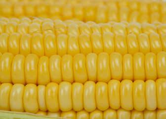 corn cob closeup