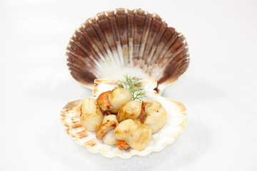 coquille saint-jacques