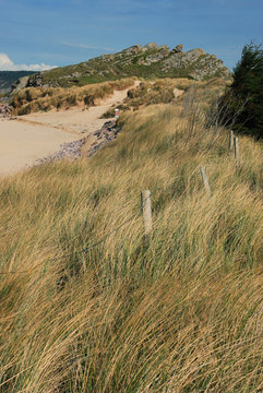 Dune with marram grass