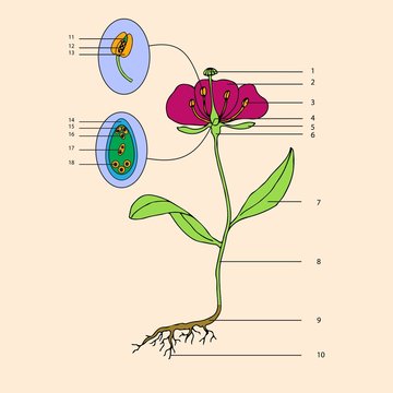 botanic, educational illustration of flower morphology