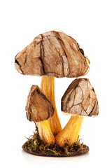 Decoration mushrooms