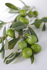 branch of green olives