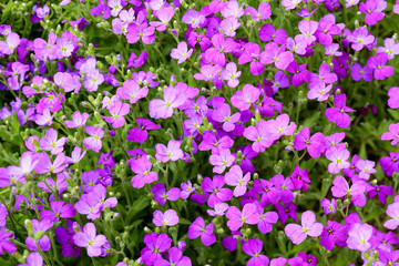 Aubrieta flowers