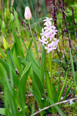 Tulip and hyacinth flowers