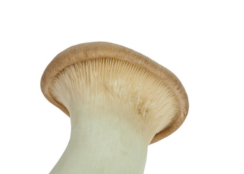 Mushroom names Eringii