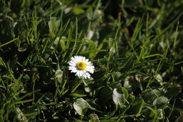 G&auml;nsebl&uuml;mchen